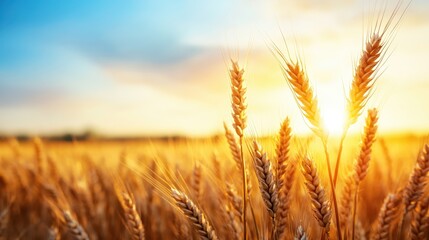 Fototapeta premium A breathtaking image of golden wheat swaying gently in a vast field, beautifully illuminated by a warm sunset, evoking feelings of peace, abundance, and the beauty of nature.