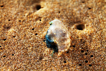 Translucent jellyfish washed ashore on textured beach sand with natural holes, showcasing marine life, ocean wildlife, and coastal ecosystem in natural lighting
