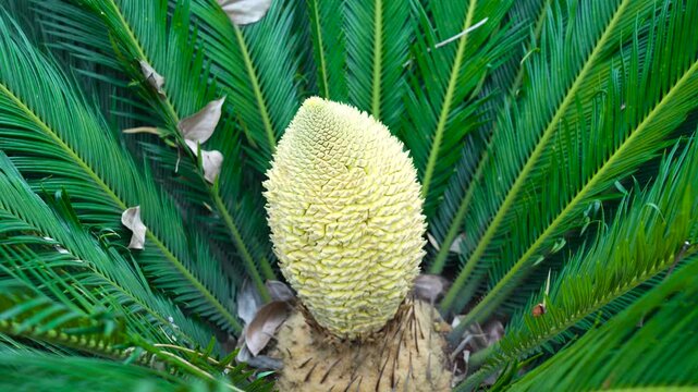 The ornamental green plant cycas in the courtyard