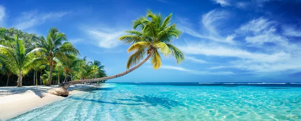 Fotobehang Tropisch Strand Palm Beach In Tropical Idyllic Paradise Island With Palm Tree On Ocean  © Romolo Tavani