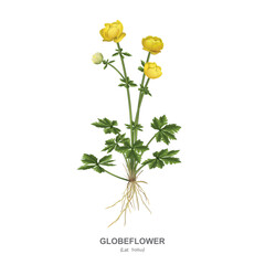 Trollius (lat. Trollius). Beautifully flowering moisture-loving perennial of the buttercup family. Realistic detailed botanical drawing - flowers, stems, leaves, root and plant name isolated on white.