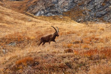 Bouquetin des Alpes, Parc national de la Vanoise