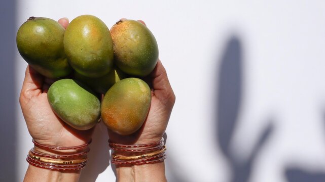 Small sized desi mangos in Indian woman hands. Small mangos but are fully ripe, fibrous, juicy on white background