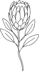 Blooming Protea Flower Line Drawing Vector