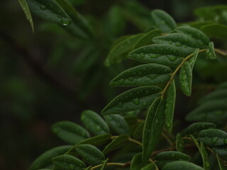 Wet Dark Green Leaves Background