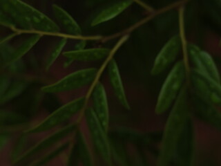 Dark Leafy Blur Background