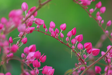 Beautiful Chain of Love blooming in the garden. 