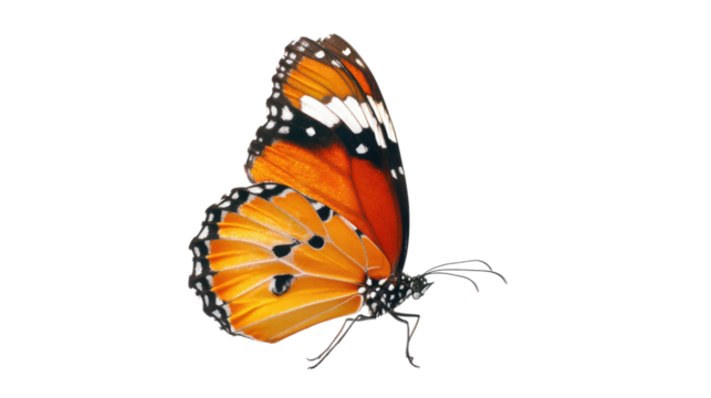 Beautiful Orange Monarch Butterfly Side View on Transparent Background