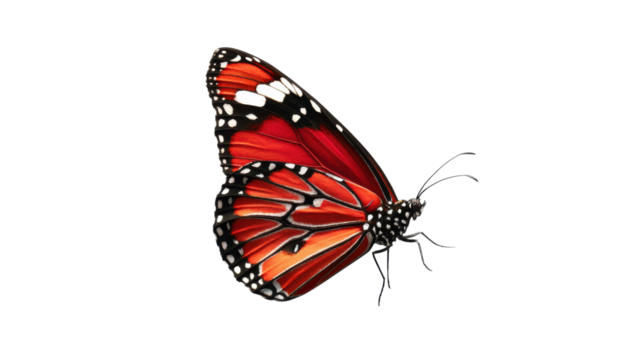 Monarch Butterfly Close Up with Red Wings on Transparent Background - Powered by Adobe
