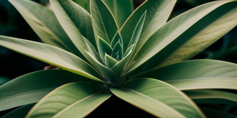 Plant green leaves botanical tropical flora macro close-up foliage flower summer nature eco floral background wallpaper