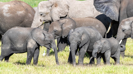 African elephant calves, loxodonta africana, protected by the older herd members. A family group in...