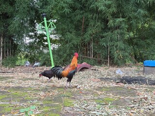 Rooster and hen in a natural, at courtyard