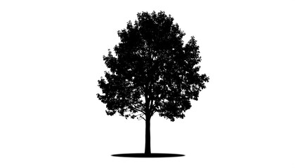 Silhouette of a tree (3)