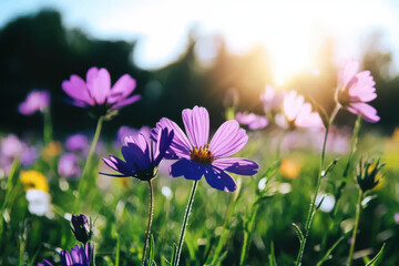 Vibrant field of wildflowers in sunny meadow, showcasing nature beauty and tranquility