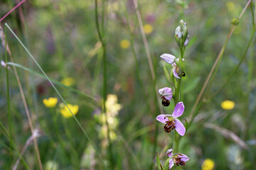Wild bee orchid (Ophrys apifera) against bokeh wildflower meadow background (Baden, Germany)