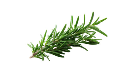 Fototapeta premium Fresh Rosemary Sprig Close Up on Transparent Background