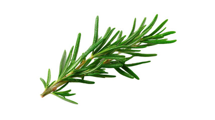 Fototapeta premium Fresh Rosemary Sprig Close Up on Transparent Background