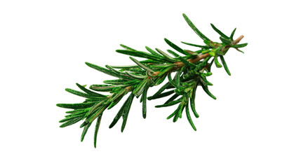 Fresh Rosemary Sprig Close Up on Transparent Background