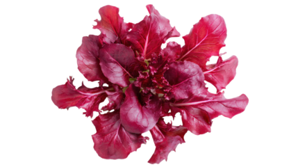 Fresh Red Leaf Lettuce Head Isolated on Transparent Background