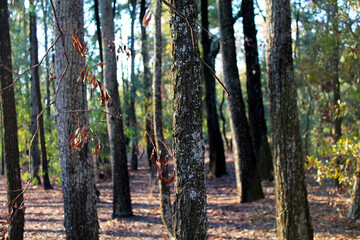 Fototapeta premium Sunlit forest path winds through tall trees with textured bark and autumn foliage, creating peaceful woodland atmosphere with natural lighting and depth