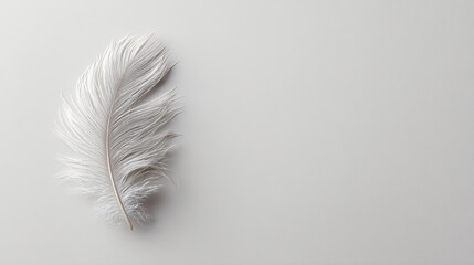 White feather light background with soft texture and delicate