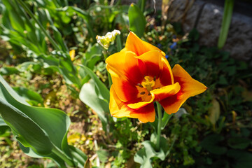 美しい春の花壇のチューリップ