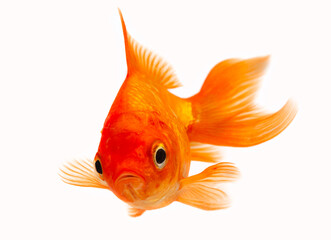 Golden fish isolated on white background