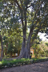Maria Luisa Park, Seville, Spain