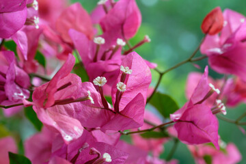 close up of pink bougainvillea