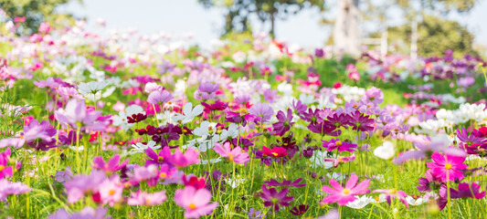 Colorful Cosmos flower in the field, Nature Background.