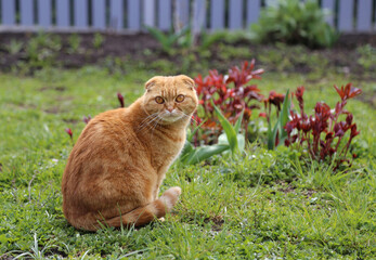 A red Scottish Fold cat with amazing amber eyes sits on green grass in a lush green garden on a sunny day.