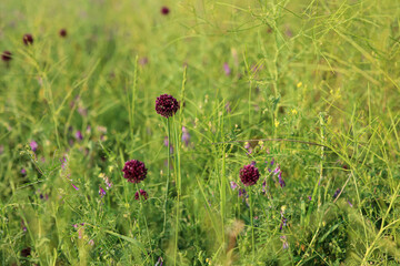 Wild flowers grow in the field. High quality photo