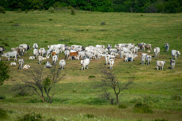 cows, cow, white cow, animal, flock, mountains, grathing, mountain, bulgaria, farm, meadow, pasture, sky, field, landscape, grass, nature, green, countryside, rural, agriculture, herd, grazing, countr