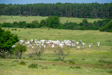 a herd of white cows grazing in the mountains in Bulgaria