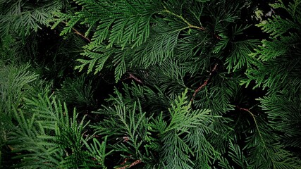 Christmas tree macro 