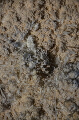 Inside of beautiful old dark cave with many stalactites. Grotte di Is Zuddas, Italy, Sardinia