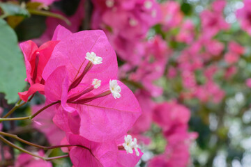 close up of pink bougainvillea