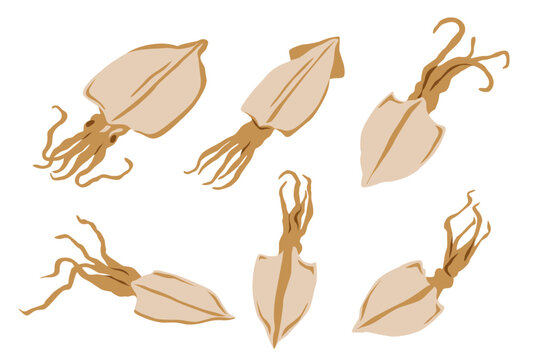 Dried squid isolated on black background. Vector eps 10. perfect for wallpaper or design elements	