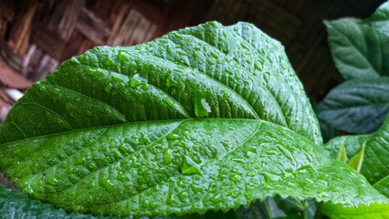 Close-up of a vibrant green leaf covered in fresh water droplets, highlighting the leaf's texture and the refreshing beauty of nature after a rainfall.  © Mardianto