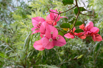 pink bougainvillea in the garden