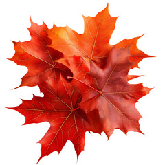 Two red maple leaves isolated on transparent background