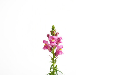Single Pink Snapdragon Spike