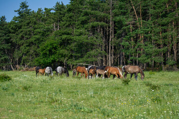 herd of horses grazing on the meadow  under the forest