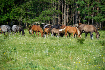 herd of horses grazing on the meadow  under the forest