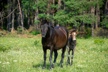 horse and foal grazing on the meadow