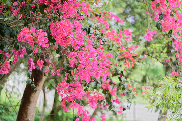 pink bougainvillea in the garden