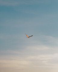 a bird in the sky