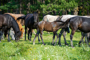 Fototapeta premium horses grazing in a meadow near forest in Bulgaria