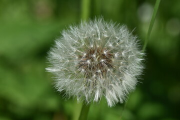Withered coltsfoot flower (Tussilago farfara) close-up. Dry seed head of the plant in natural light. Suitable for nature and botanical use.