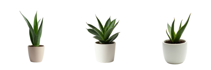 Three small Sansevieria plants in various white and light-colored pots isolated on a transparent background with a clean, minimalistic design suitable for various compositions.